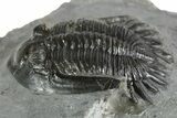 Mrakibina Trilobite - Mrakib, Morocco #353036-3